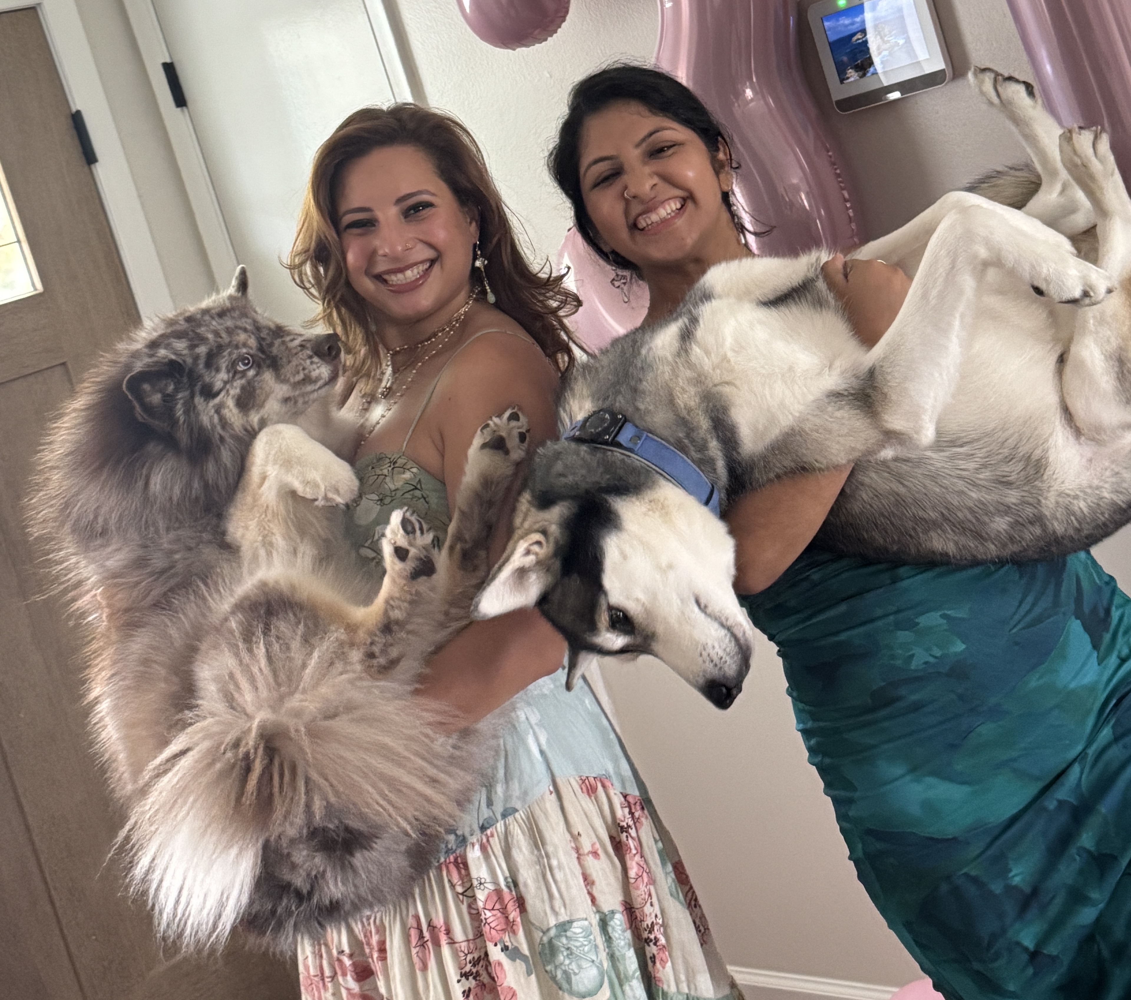Pet enjoying care from House of Fluff Orlando