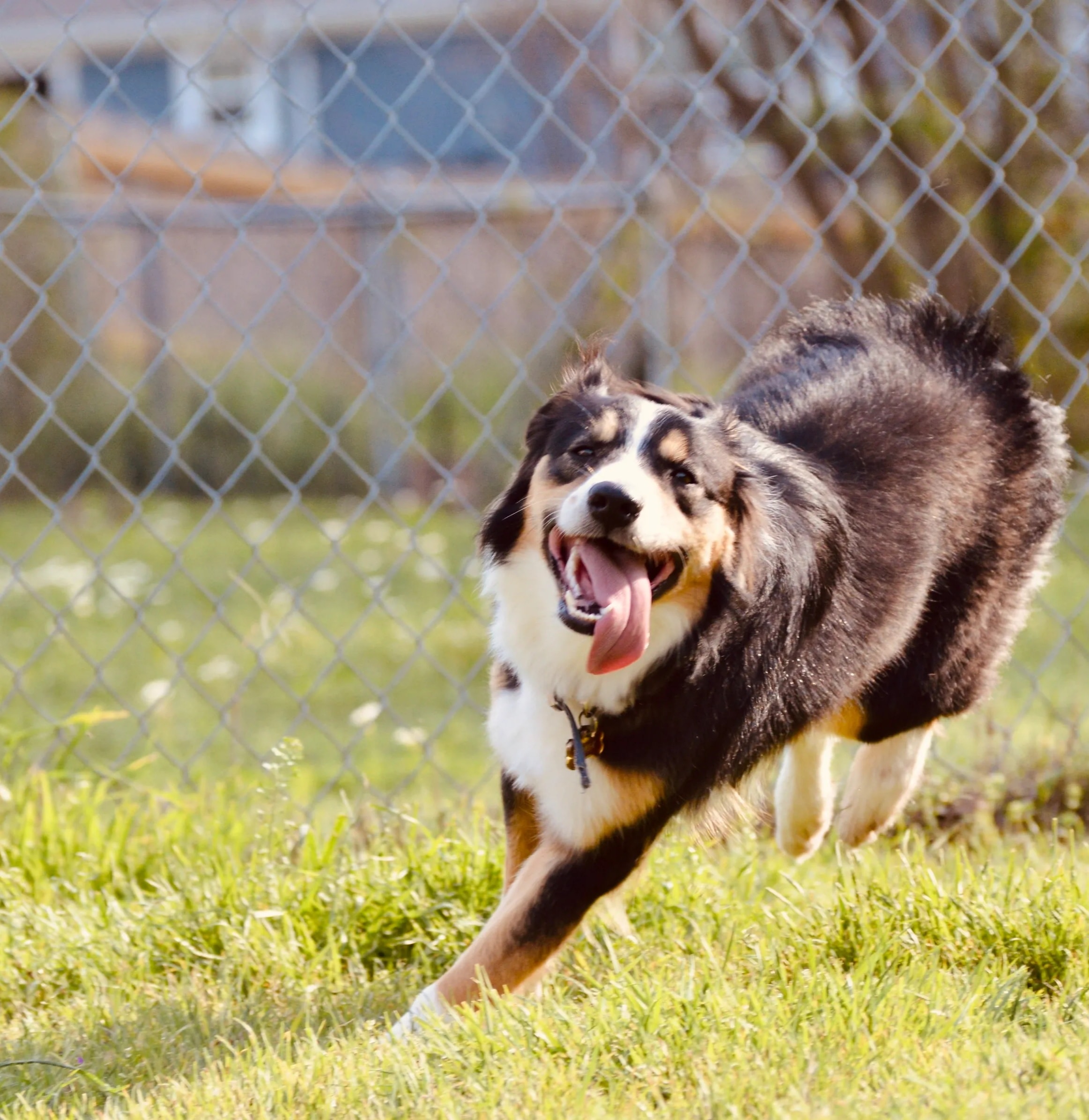 Dog enjoying a spacious green backyard