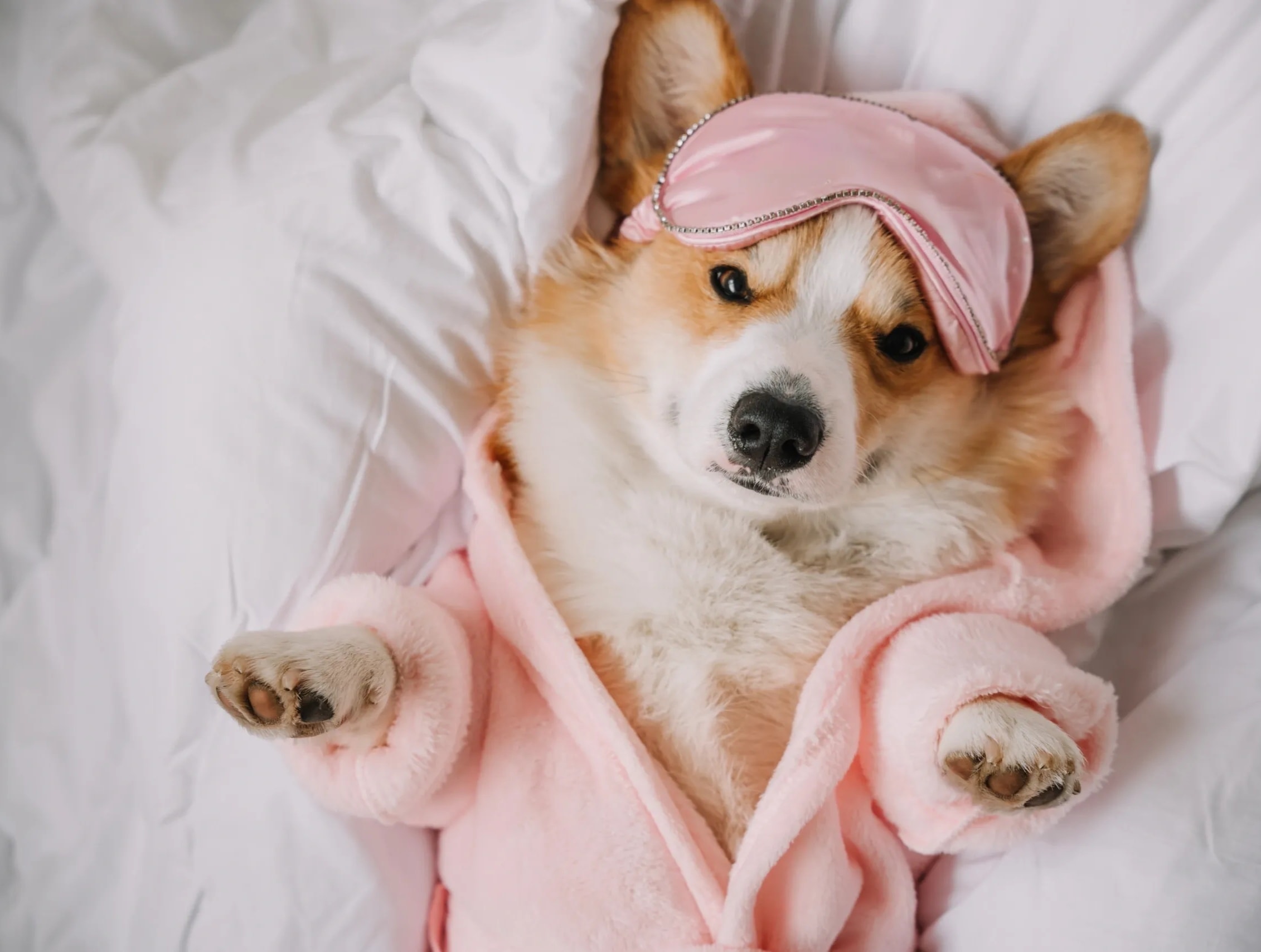 Overnight Boarding with House of Fluff Orlando