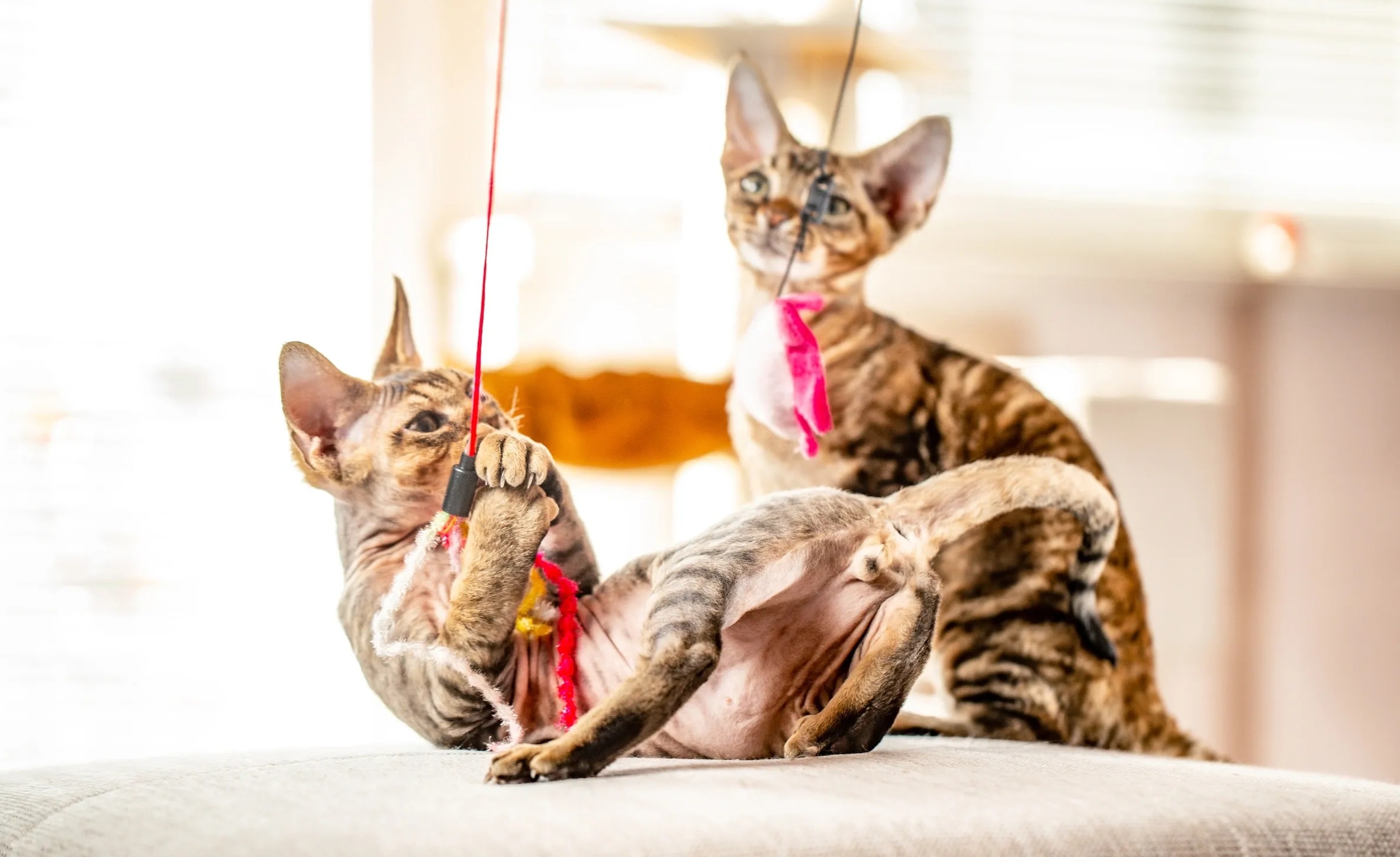 Drop-In Visit with House of Fluff Orlando