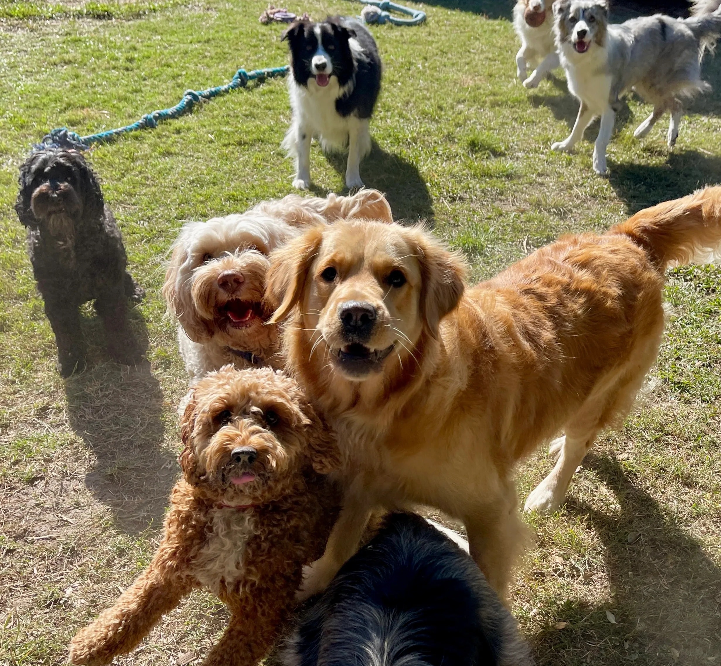 Pet Daycare with House of Fluff Orlando