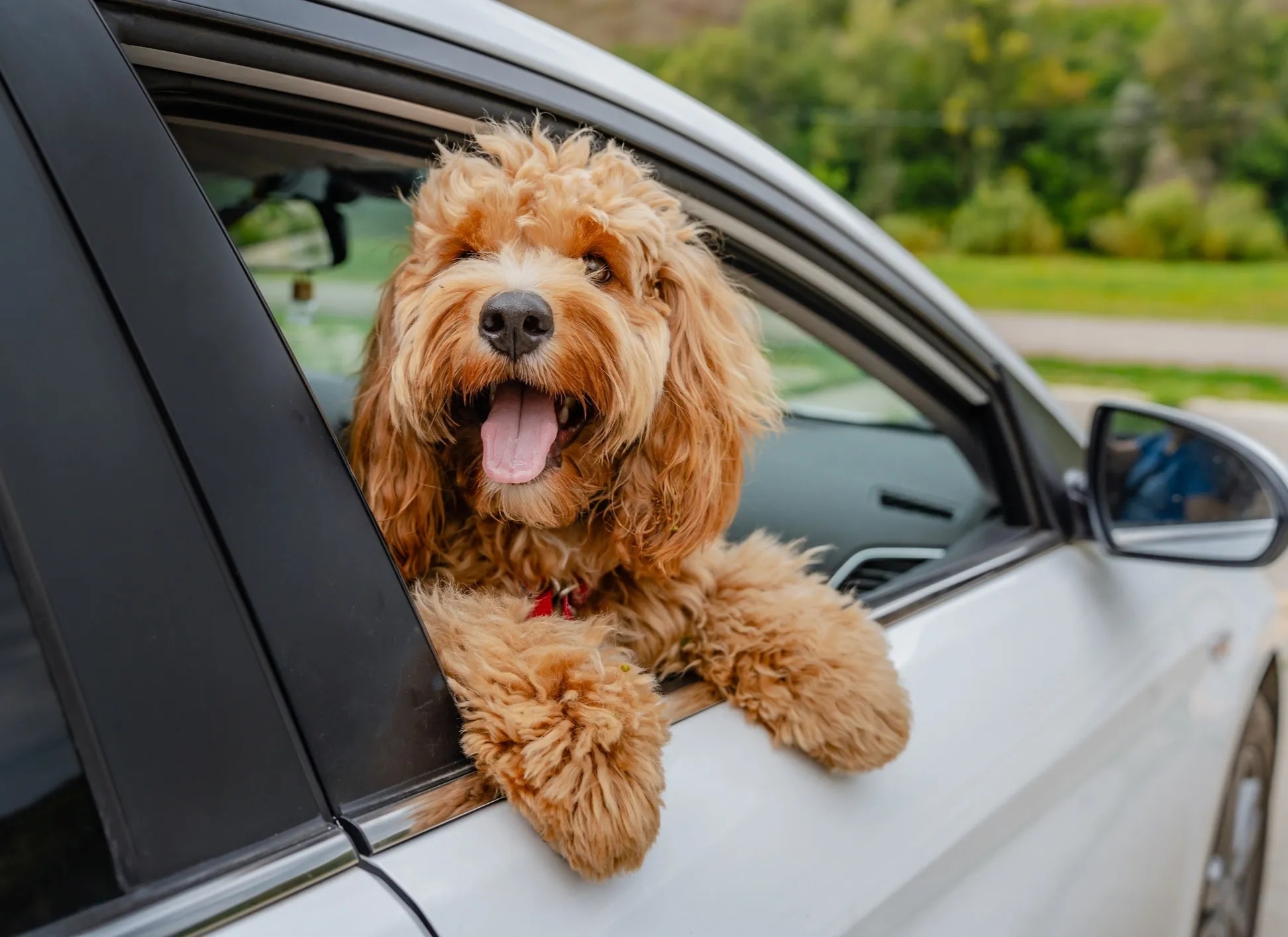 Pet Taxi with House of Fluff Orlando